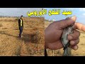 صدنا طيور مهاجرة من أوروبا وأطلقنا سراحها 🐦trap of birds صيد طائر التفح النينو