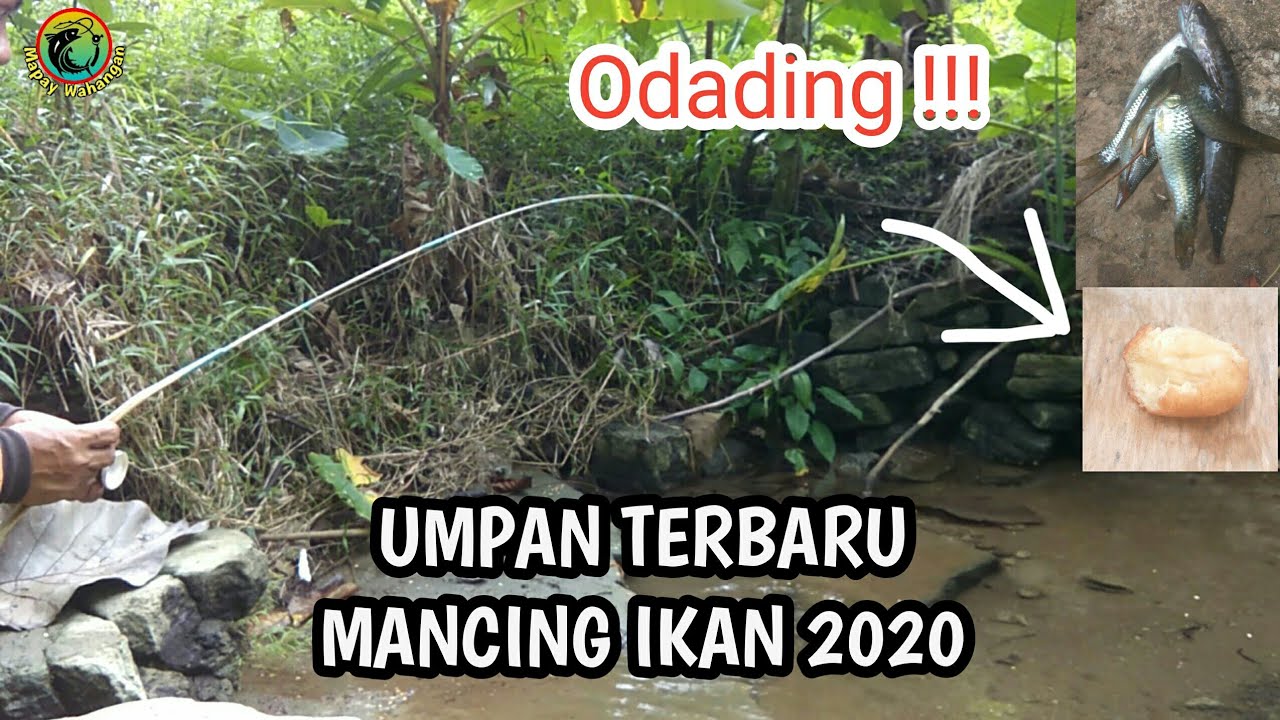 Mancing ikan Umpan Odading || Umpan mancing terbaru 2020