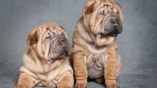 Uncovering Famous Chinese Shar-Peis in History and Popular Culture