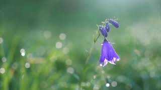 Relax with 625 hz frequency music, rest your soul and feel good.