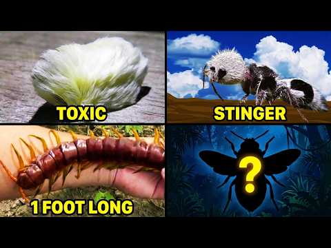 These Bugs Will Give You NIGHTMARES