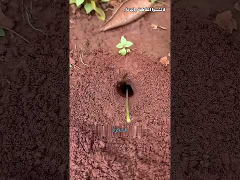 كيف يستخرجون الحشرات من بيوتهم      