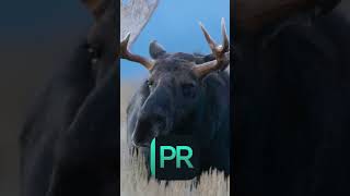 Lightroom Denoise is good, but THIS app is GREAT! screenshot 4