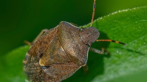 Prep Your Home for Winter: Keep Out Stink Bugs & Other Uninvited Guests