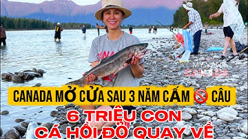 🇨🇦 D1 | NGÀY ĐẦU TIÊN MỞ CỬA SAU 3 NĂM CẤM CÂU | 6 TRIỆU CON CÁ HỒI ĐỎ QUAY VỀ THA HỒ BẮT