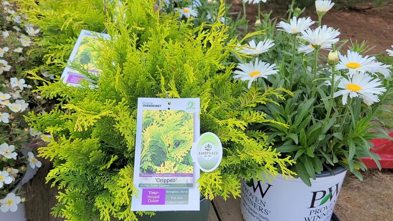 Chamaecyparis 'Crippsii' (False Cypress) // BRIGHT and Popular Evergreen.