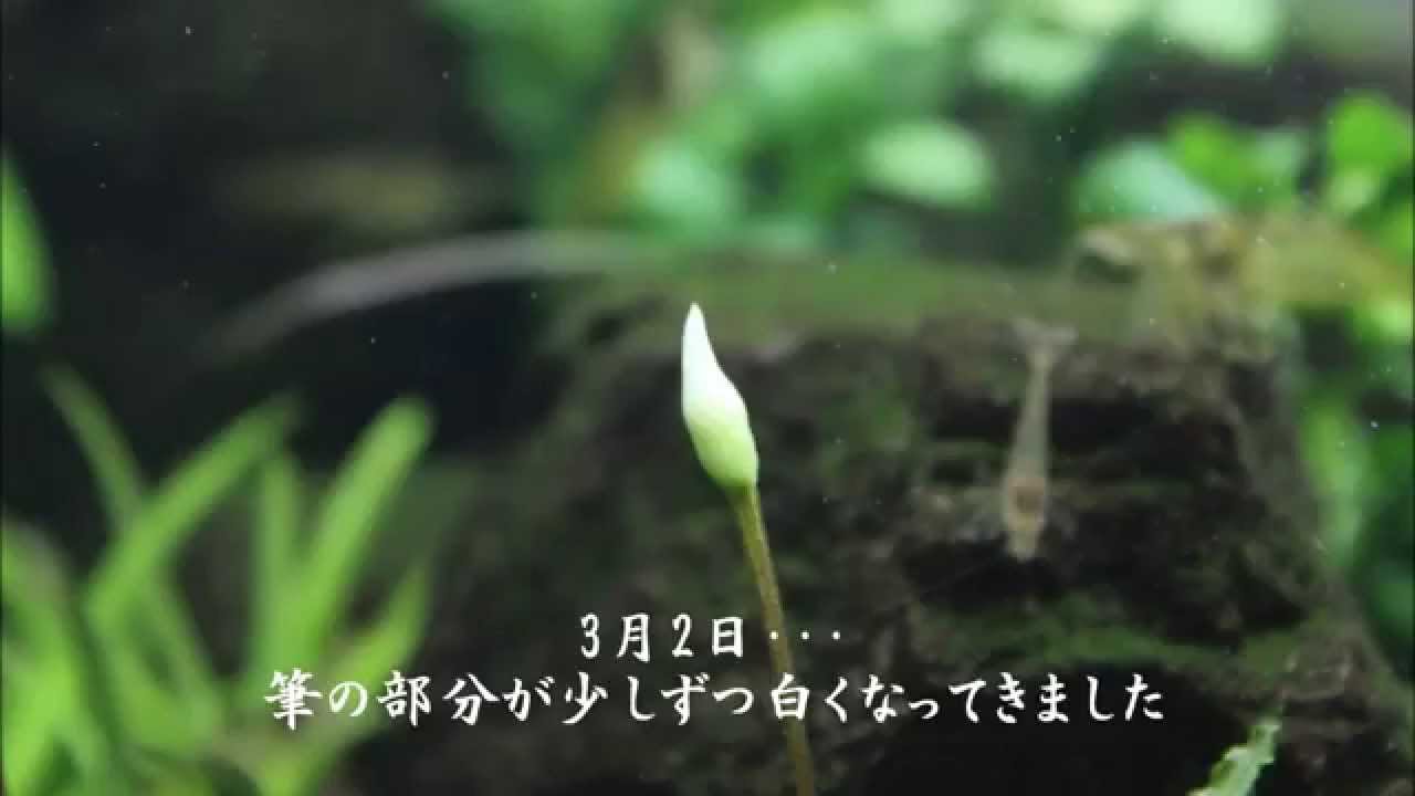 ブセファランドラ カユラピスが花を咲かせるまで 13 3 18 Youtube