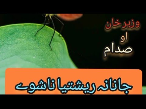 Wazir Khan And Sadam Janana Reshtya Nashwy