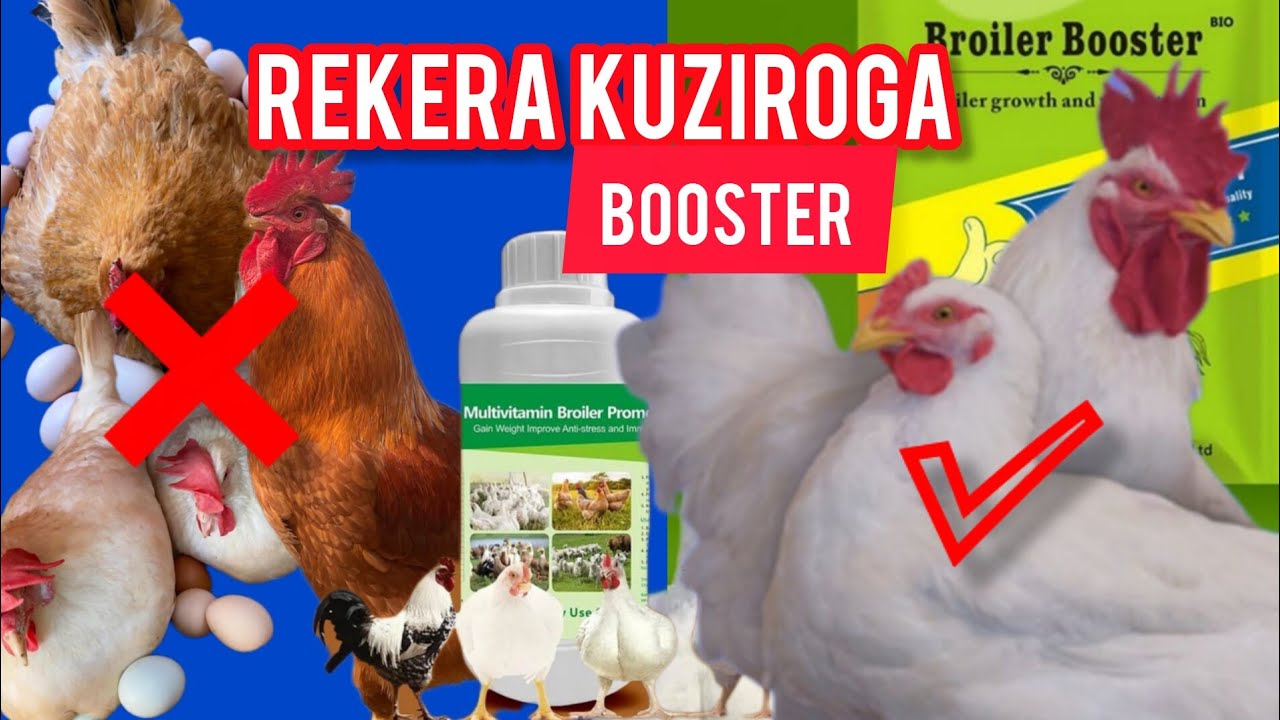 REKERA KUROGA INKOKO ZAWE! 🚫🐔 Booster NTIYEMEREWE KU NKOKO Z’AMAGI | UKURI K’UBWOROZI BW’UMWUGA