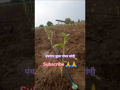 brinjal farming #farming #farmer #brinjal #agriculture #gardening #shorts #viral