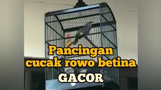 pancingan ampuh cucak rowo betina gacor (full HD)