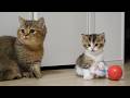 Kitten Nico gets bored easily, so cat Charo gave up teaching him how to play with toys.