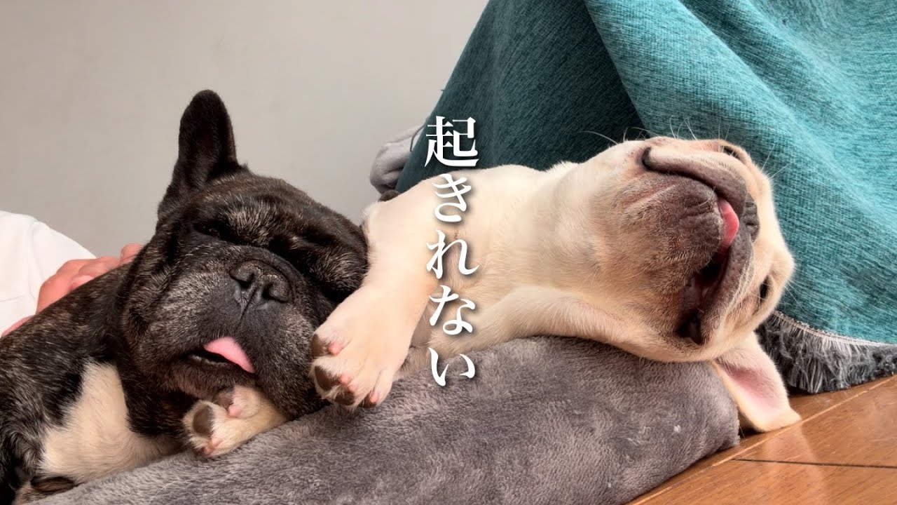 My dogs are so sleepy they're late for doggy daycare - YouTube
