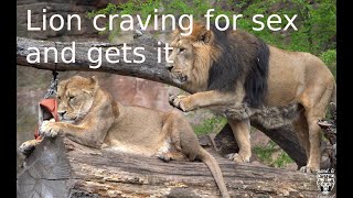 Lion craving for sex and gets it | lions mating