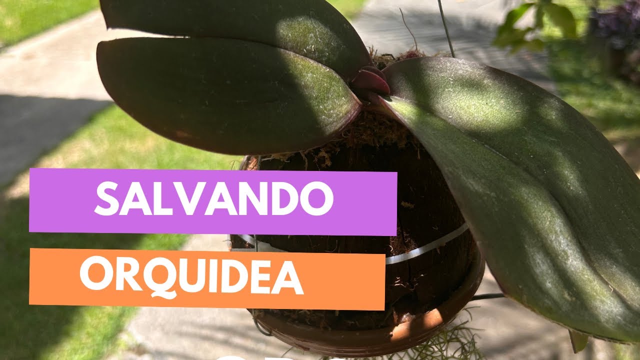 Salvando orquídea Phalaenopsis sem raiz.