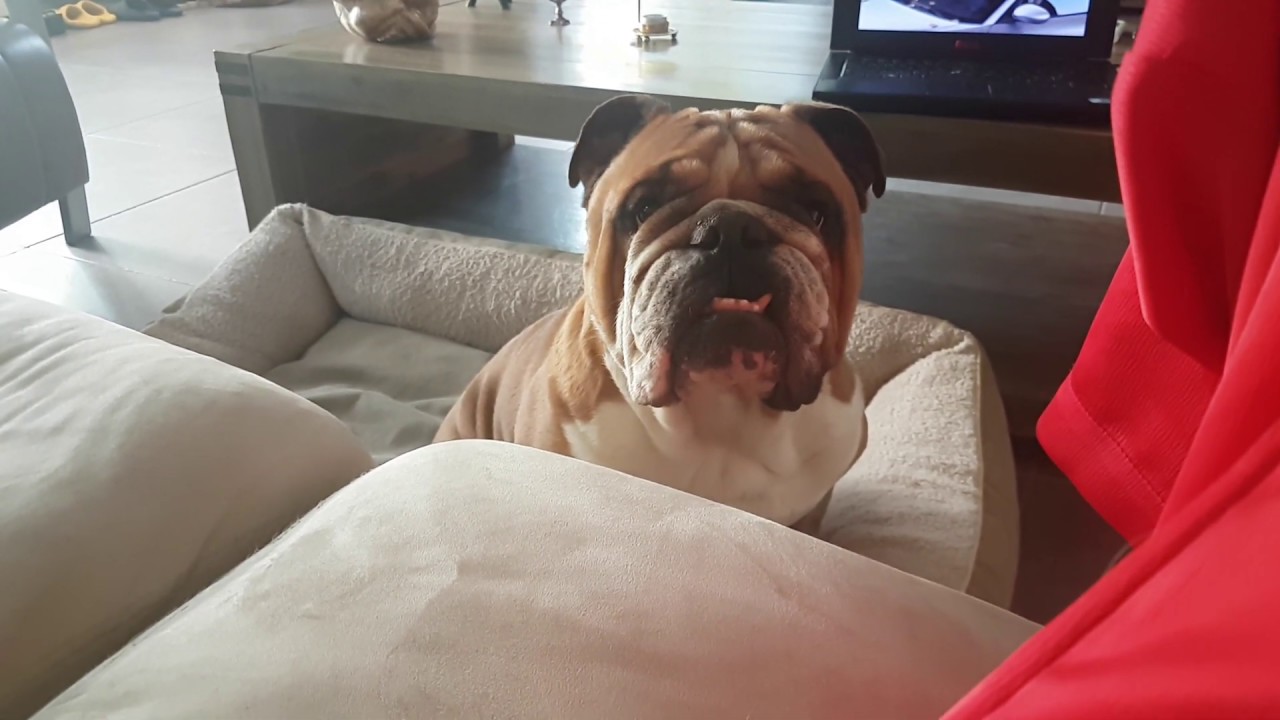 Enzo asking for human food funny video memes