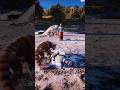 Simulate extreme hunting &amp; survival skills vol235 rdr2 #shorts #short
