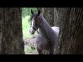 Cavalo Crioulo - Indiana da Maior - produced by Raphael Macek