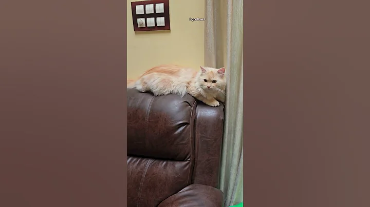 Watch the video about #Jack #Siberian kitten #Siberian cat #siberian #catlover #cat look # cat treats #catoftheday #cats