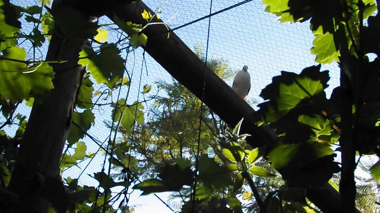 Tambourine dove call YouTube