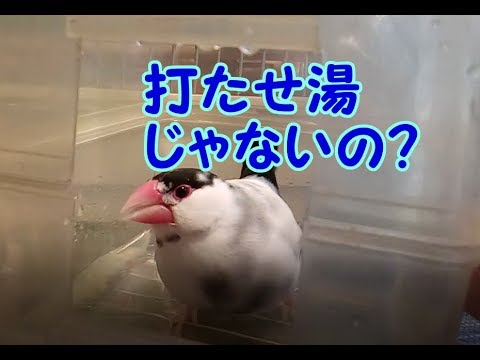 文鳥の介護#130　ヒーターとか水浴びとか　8year old java sparrow.