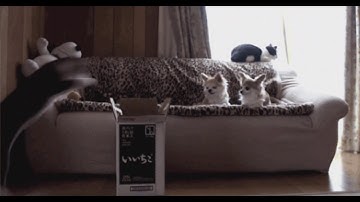 Como transformar o resultado do WEKA em uma classificação visual