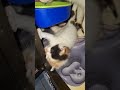 i think The Calico baby wants to play #kitten #cat #cute #funny #animals #kitty #pets