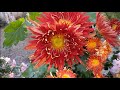 Chrysanthemums  flower / Guldaudi k  phool