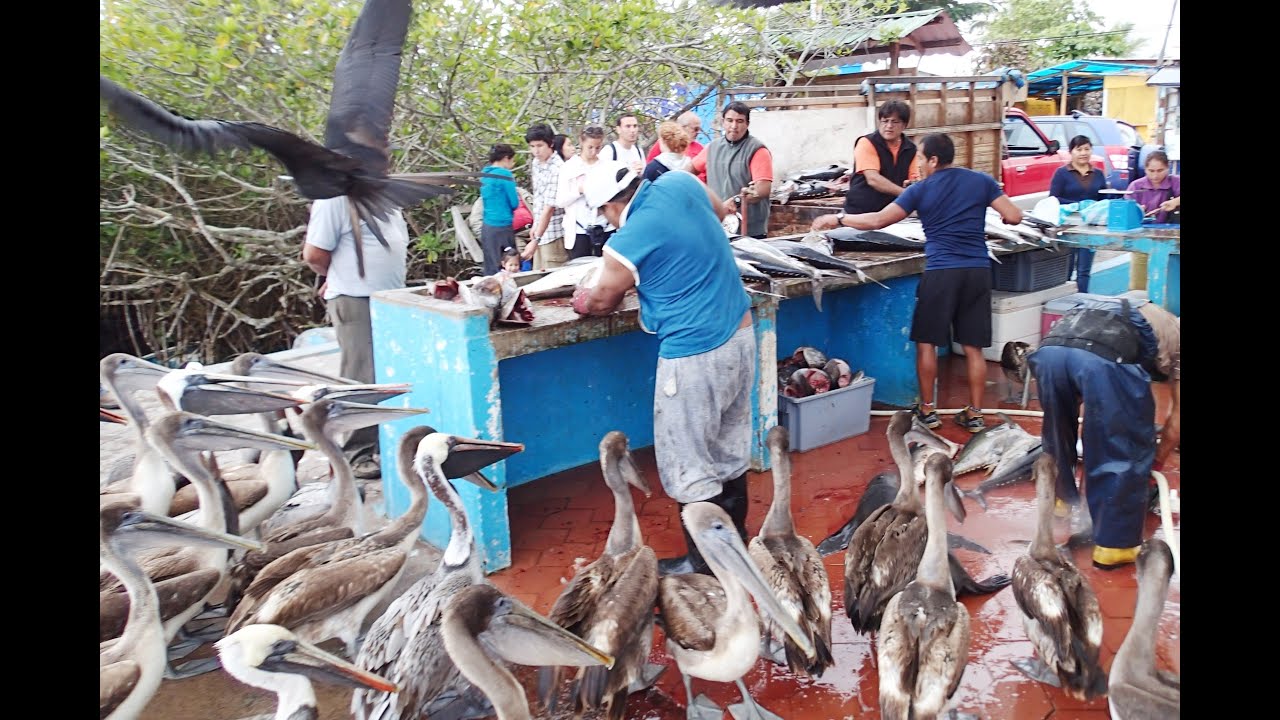 Рыбный рынок в Пуэрто-Айора. Галапагосы.