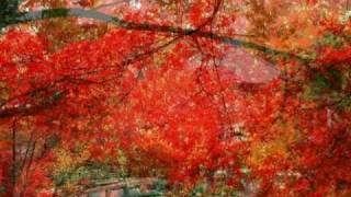 Jenny Tseng-楓葉情.wmv Jenny Tseng-楓葉情.wmv