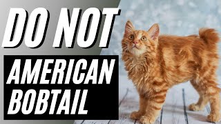 7 Reasons You SHOULD NOT Get an American Bobtail Cat
