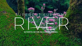 Relaxing River Stream: Calming ASMR Water Sounds for Relaxation, Stress Relief, and Deep Sleep