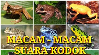 Macam - Macam Suara Kodok || Aneh Tapi Nyata