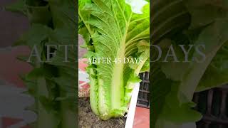 Tips for Growing Napa Cabbage At Home, For Those Without a Garden, Simple And Effective