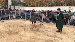 你看过马犬表演吗？#马犬 #狗市 #训狗 #宠物 by 龙龙要努力 93 views 2 months ago 2 minutes, 14 seconds