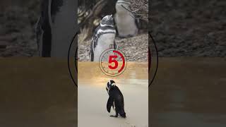 Can You Tell AI vs Real Video? Most People Fail #factshorts #quiz #tech #fun #technology