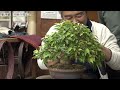 ヒメシャラ 秋の剪定〜