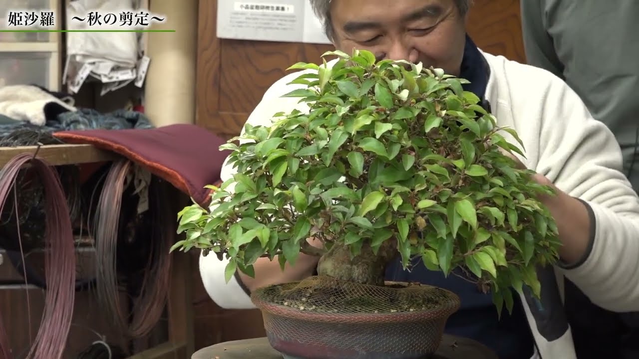 Autumn pruning of Himeshara ~ - YouTube