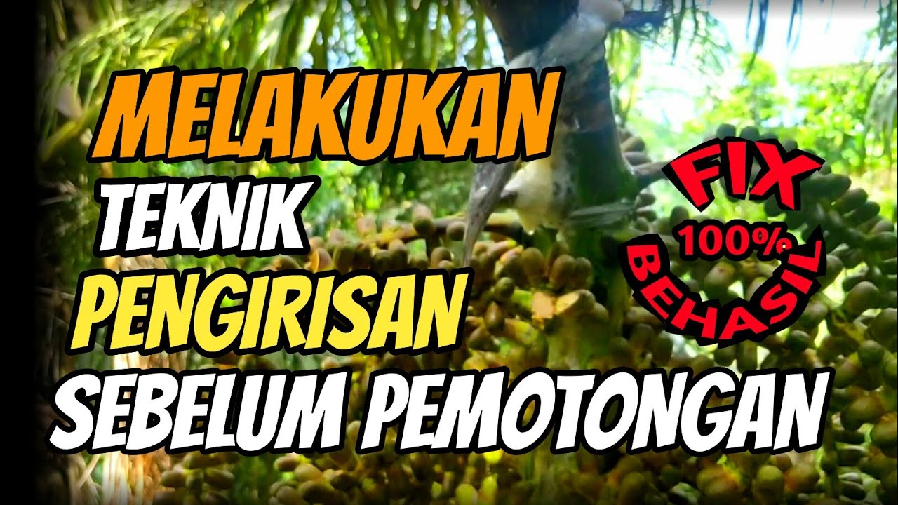 Teknik Melakukan Pengirisan Sebelum Pemotongan Manggar Aren - Olah Aren Tanpa Harus Takut Gagal