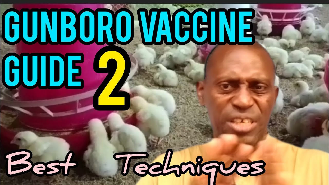 gumboro-vaccine-exposed-why-farmer-fail-how-to-vaccinate-poultry-the