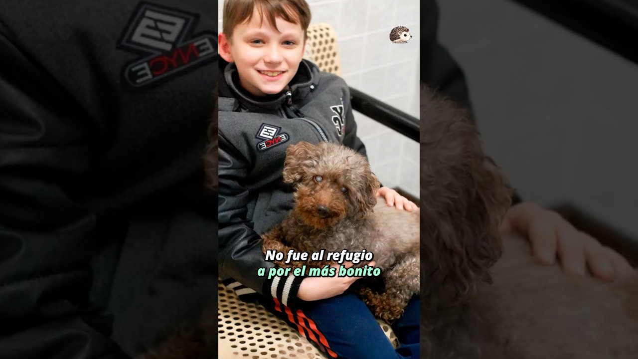 Adoptar, salva vidas