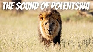 Kgalagadi - Day 9: POLENTSWA. Woke up by a lion!