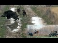 100%100 AKSİYON! DOMUZUN ZOR ANLARI VE SELÇUK POSLU-Dogs' struggle with wild boar