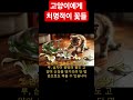 고양이에게 치명적인 꽃들🌷🐱