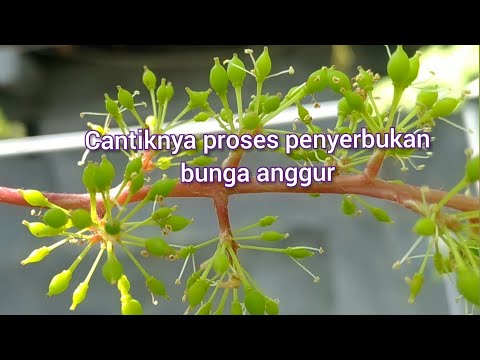 Video: Anggur Daria: perihalan pelbagai (foto)