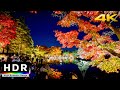 【4K HDR】Japanese Garden Autumn Illumination - Showa Kinen Park