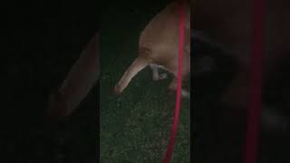 Unofficial Guinness World Record For Longest Dog Fart Goes To Calvin