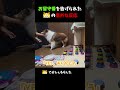 お留守番を告げられたシェルティの意外な反応【会話ボタンでしゃべる犬】 #shorts