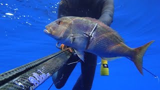 Spearfishing Dentex -  Zıpkınla Sinarit avı - Συναγρίδα -