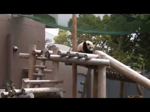 20130517 アドベンチャーワールド　優浜　3